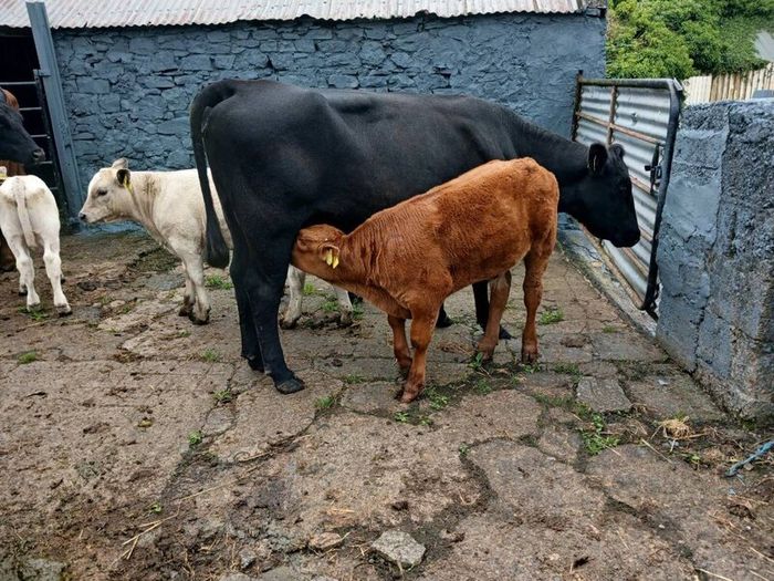 6 AAx first calvers