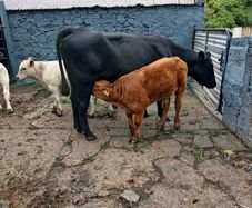 6 AAx first calvers