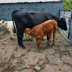 6 AAx first calvers