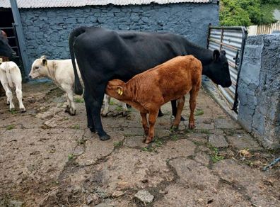 6 AAx first calvers