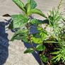 2 Lineria purpurea + 1 chocolate mint + 1 lemon balm in a pot Image 3
