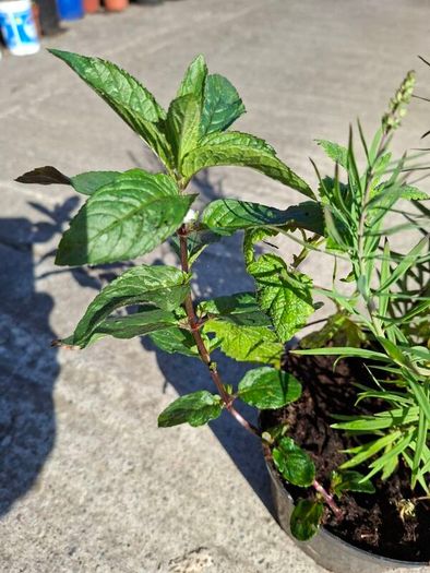 2 Lineria purpurea + 1 chocolate mint + 1 lemon balm in a pot