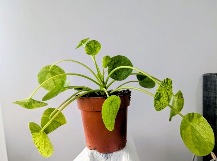 Pillea Peperomioides Plant