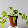 Pillea Peperomioides Plant Image 5