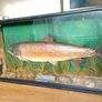 Killarney Trout Taxidermy Image 3