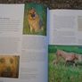 Know your Dog, Dr. David Sands, Hardback book, Non Fiction, Image 6