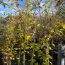 Native and non Native Trees Image 4