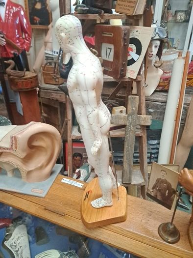 Vintage Anatomical Male Mannequin