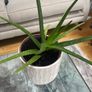 Aloe Vera plant Image 2