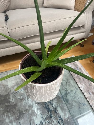 Aloe Vera plant