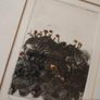 Black Church Print Studio 'Little Plants' 1/10 Image 7