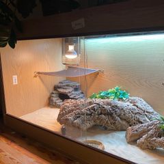 4 ft Habistat Reptile Vivarium and accessories