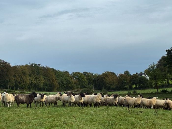 Good Quality Organic Hogget Sheep