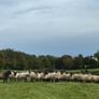 Good Quality Organic Hogget Sheep Image 10