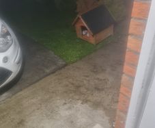 dog box