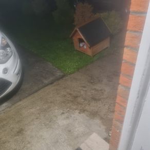 dog box