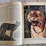 Animal Life of the World, illustrated Book Image 2