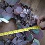Wreath Image 5