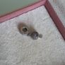 Pandora pave cocktail glass charm perfect condition fully hallmarked Image 8