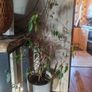 plant Ficus Benjamina Image 2