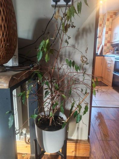 plant Ficus Benjamina