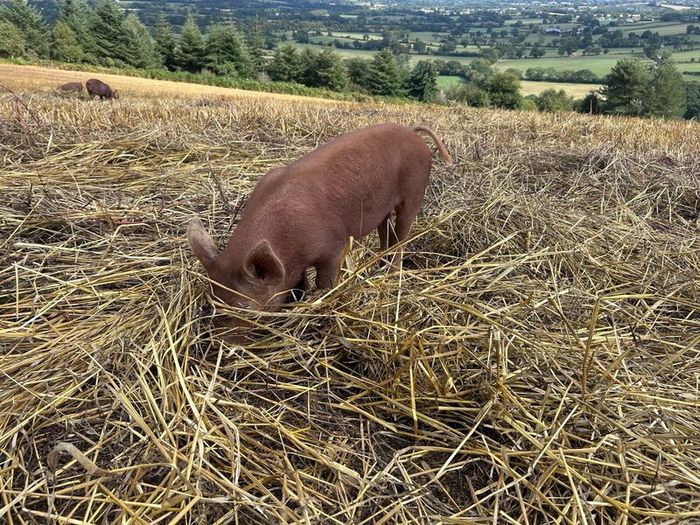 Tamworth Organic Weaner Piglets pigs