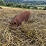 Tamworth Organic Weaner Piglets pigs Image 4