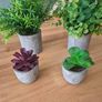 Artificial plants & pots Image 2