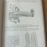 Domestic Science And General Hygiene. By T.w. Gardner And Isabel F. Young. Early 1900s Hardback In Good Condition.  See Photos For Same. Image 10