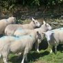 Hoggets Image 5
