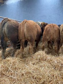 6 Super Bulls