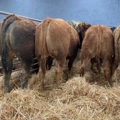 6 Super Bulls