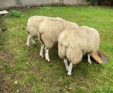 Belclare PBR Ram Lambs