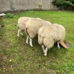 Belclare PBR Ram Lambs
