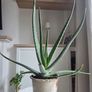 House plant Image 2