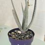 aloe vera plant Image 2