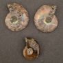 Fossilized prehistoric ammonites ,With display box. Image 2