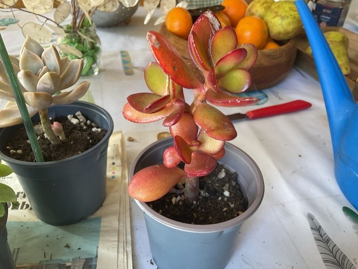 plant &trees succulent