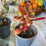 plant &trees succulent Image 6