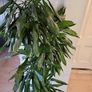 Dracaena Fragrans Burundii Image 4