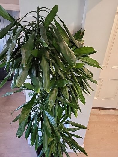 Dracaena Fragrans Burundii