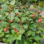 Climbing Plants, Honeysuckle Image 5