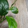 No.1 Monstera Lechleriana Variegated Image 4