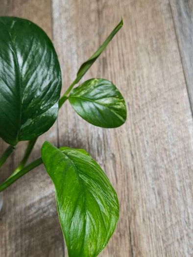 No.1 Monstera Lechleriana Variegated