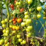 Red Cocktail Tomato "Idyll" Seeds- Lycopersicon esculentum Mill Image 6