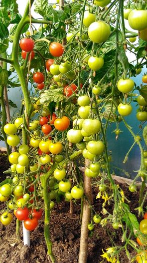 Red Cocktail Tomato "Idyll" Seeds- Lycopersicon esculentum Mill