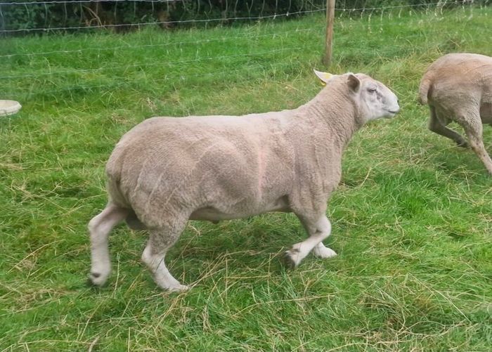 4 Year Old PBNR Belclare Ram