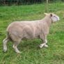4 Year Old PBNR Belclare Ram Image 2