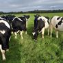 10 Pedigree Incalf British Friesian Heifers Image 4