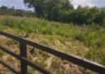 meadow
